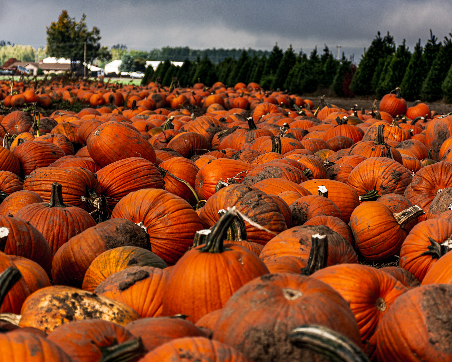 Bauman's Farm and Garden, Gervais, Oregon, United States