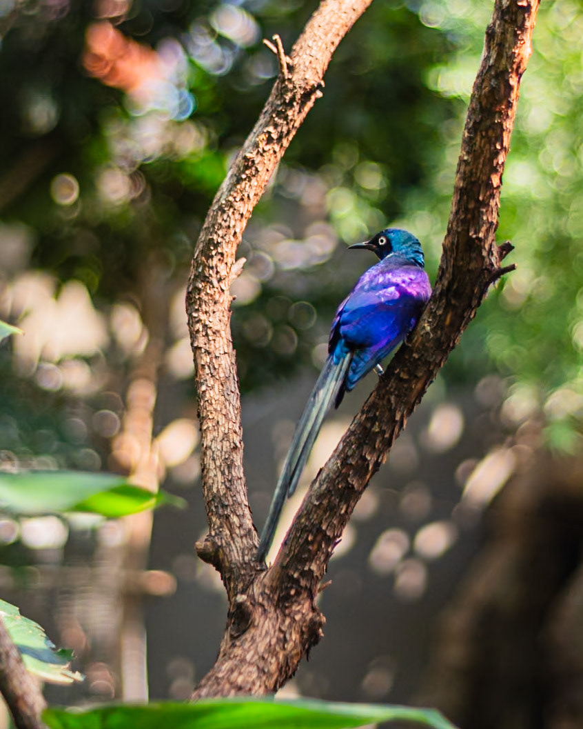 Oregon Zoo, Portland, Oregon, US