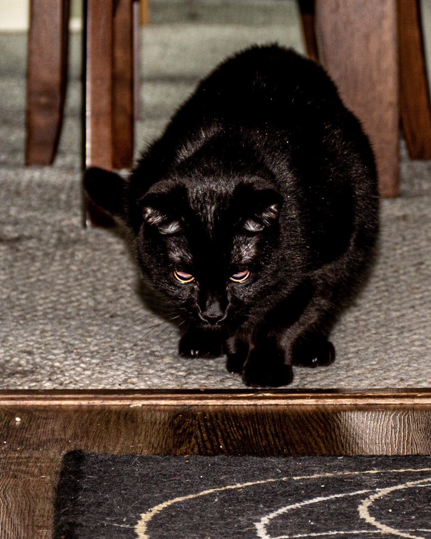 May 12. Ready to Pounce.  Bennett/Warner, Camas, Washington, United States