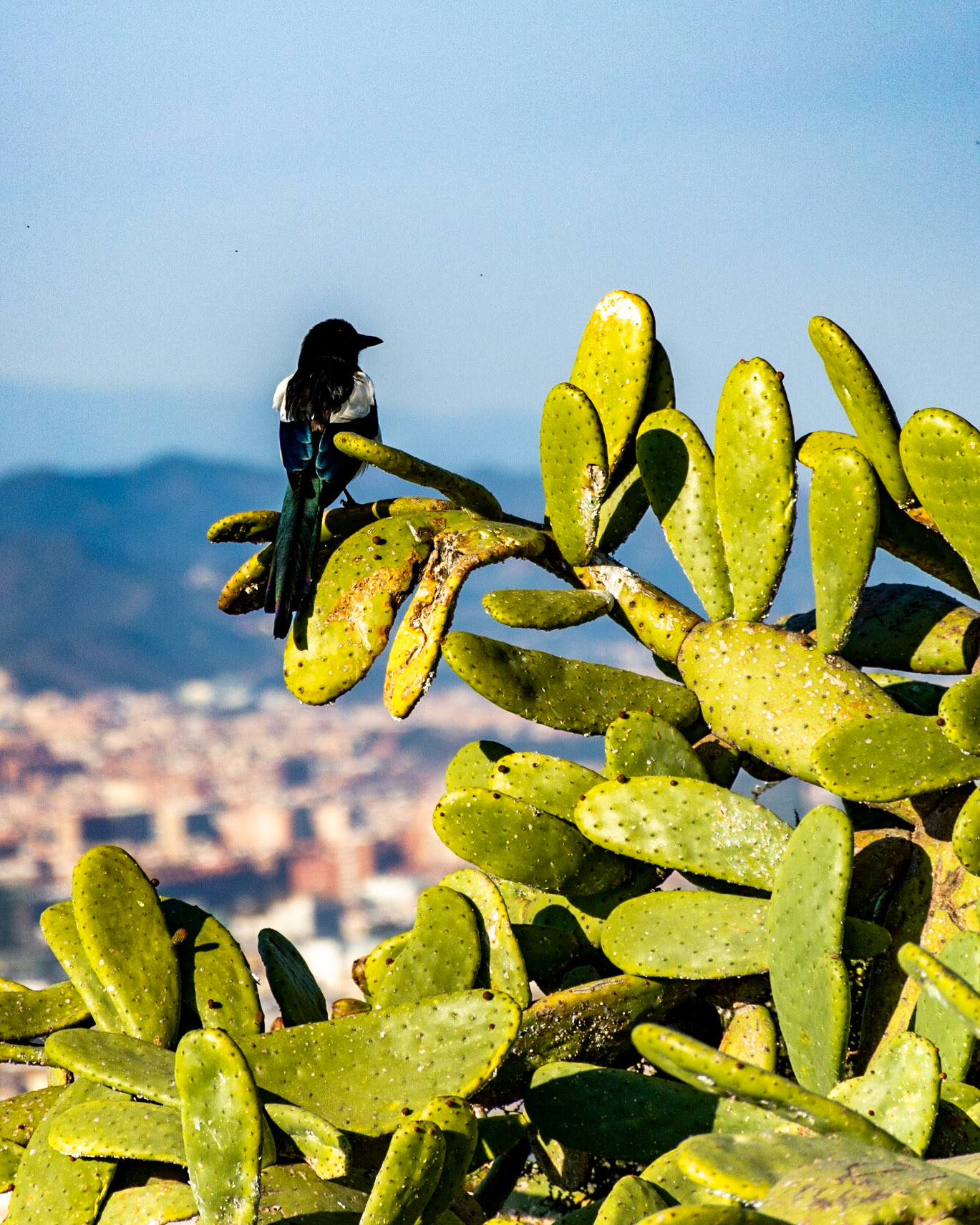Castell de Montjuïc, Barcelona, Catalonia, Spain