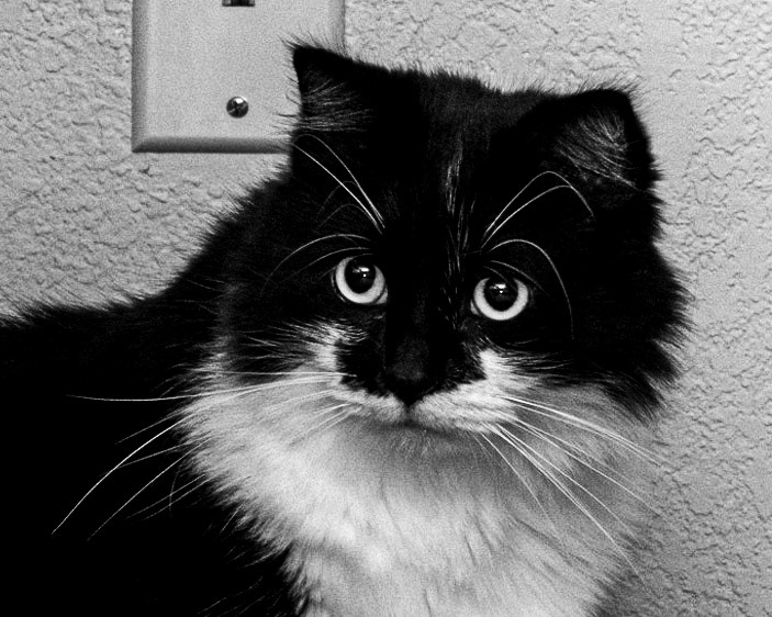 August 9. Last Minute Whiskers.  Bennett/Warner, Camas, Washington, United States