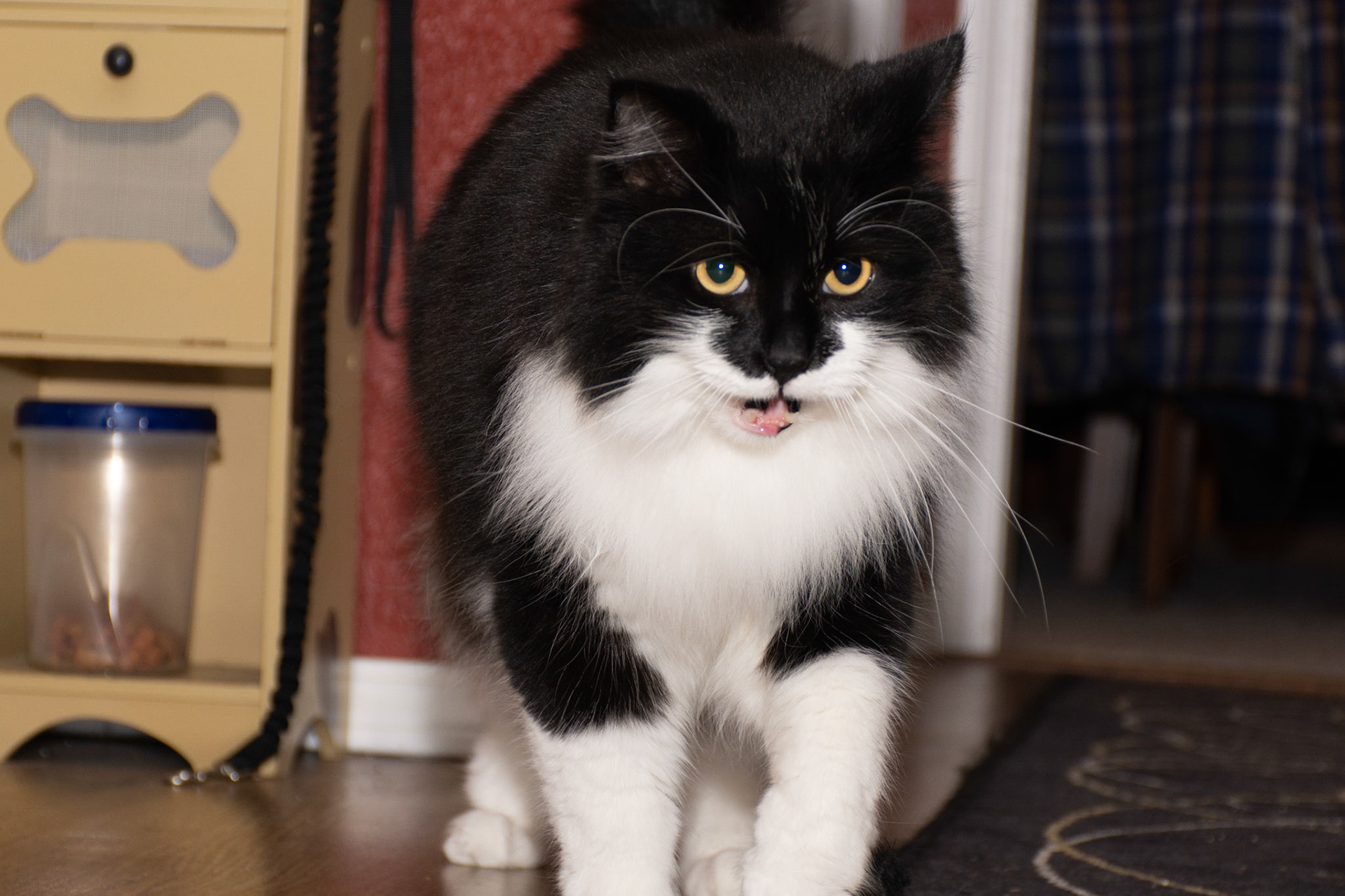 January 10. Interrupting Treats.  Bennett/Warner, Camas, Washington, United States