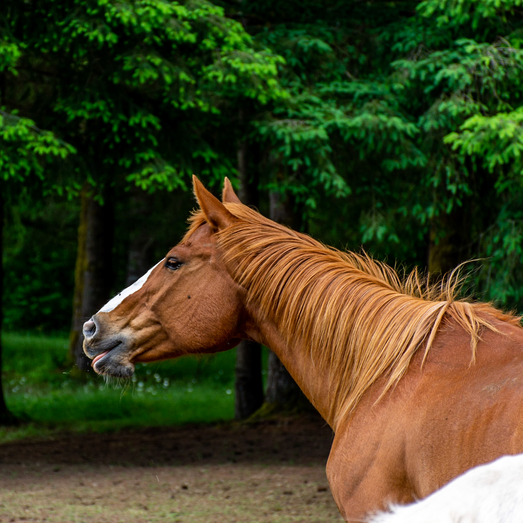 Amboy, Washington, United States