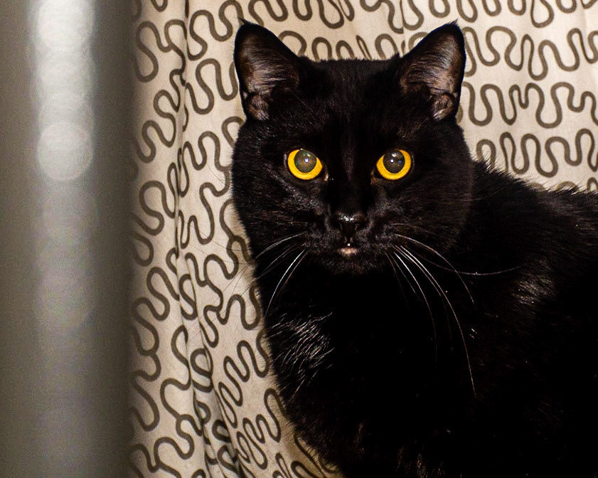 January 15. Elusive Blake.  Bennett/Warner, Camas, Washington, United States