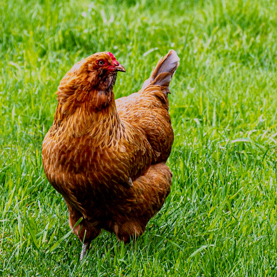 May 21. Cock of the Walk.  Vancouver, Washington, United States