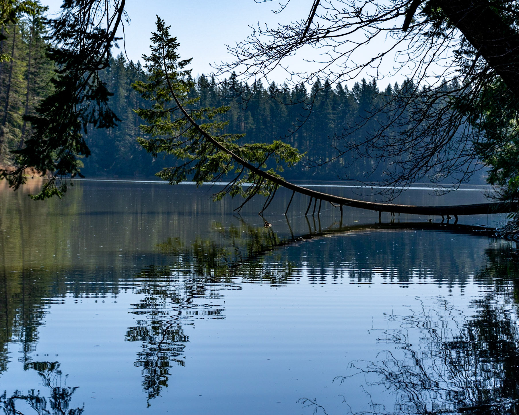 March 19. Spring Begins.  Round Lake, Lacamas Lake Regional Park, Camas, Washington, United States