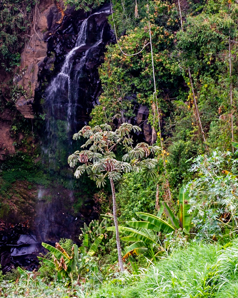 Hacienda Alsacia, Aljuela, Costa Rica