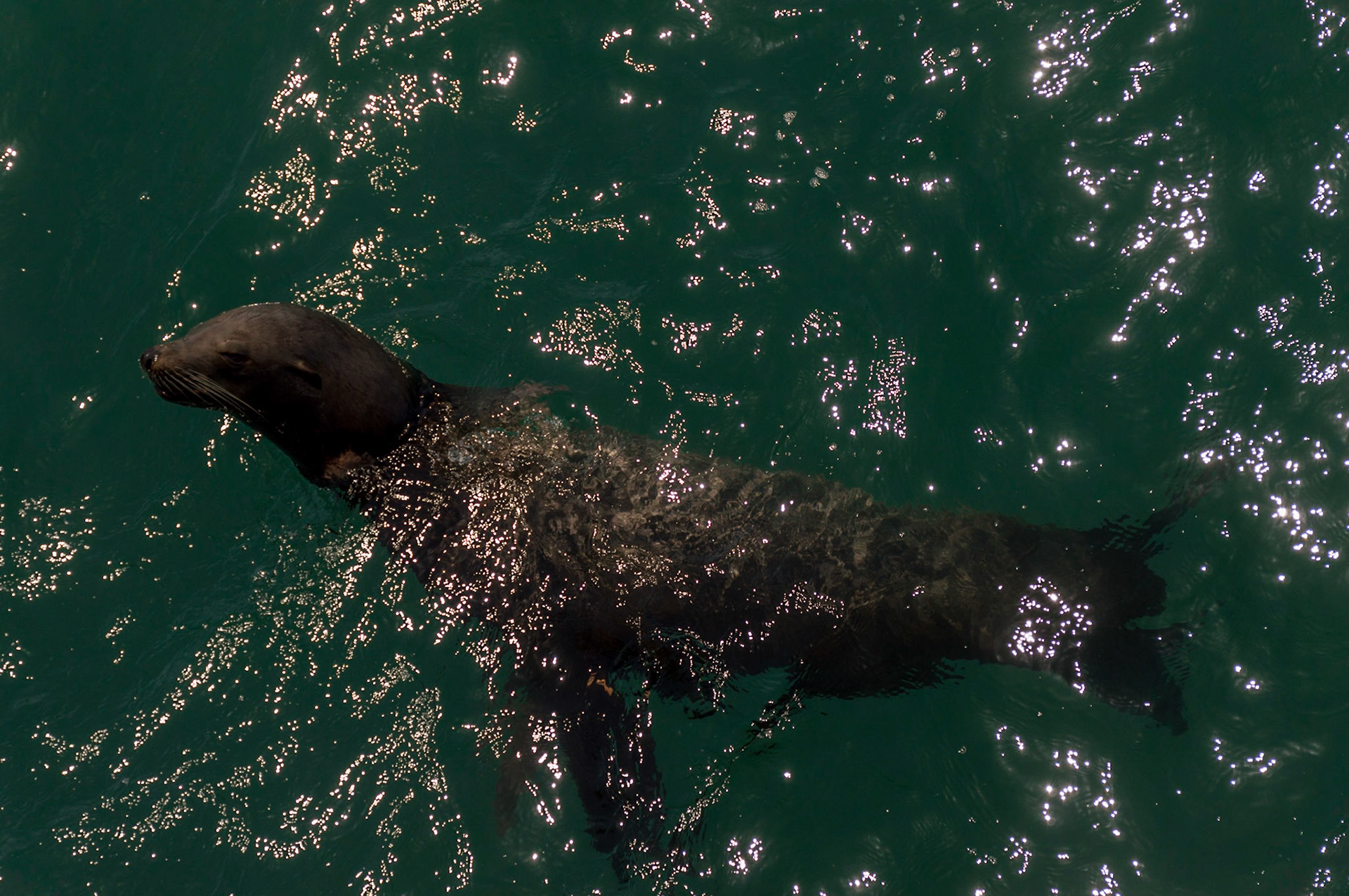 Harbor Seal - Santa Monica Beach