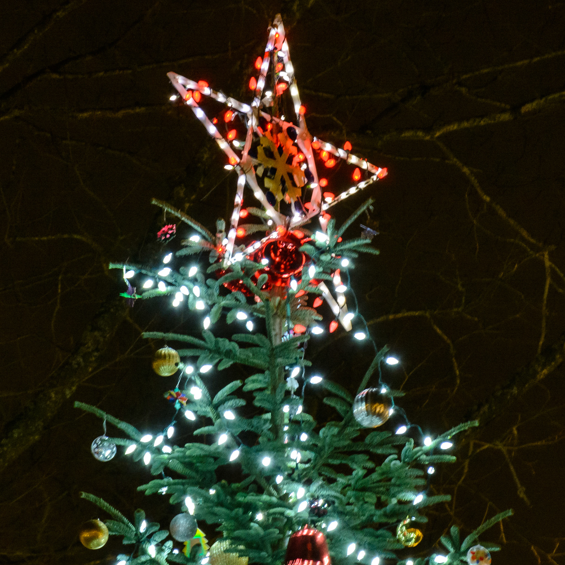 December 5. Treetop.  Camas, Washington, United States