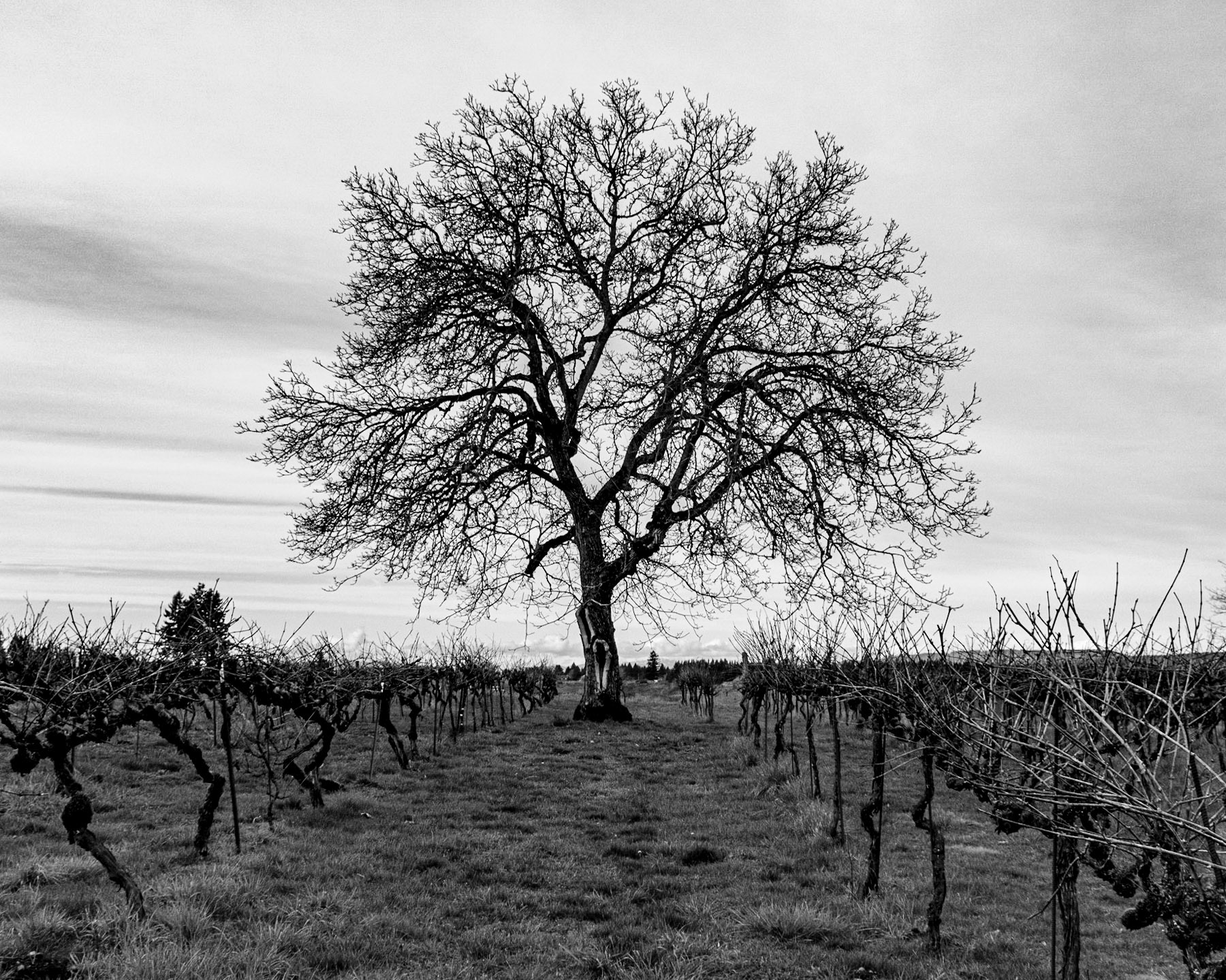 English Estate Winery, Vancouver, Washington, United States