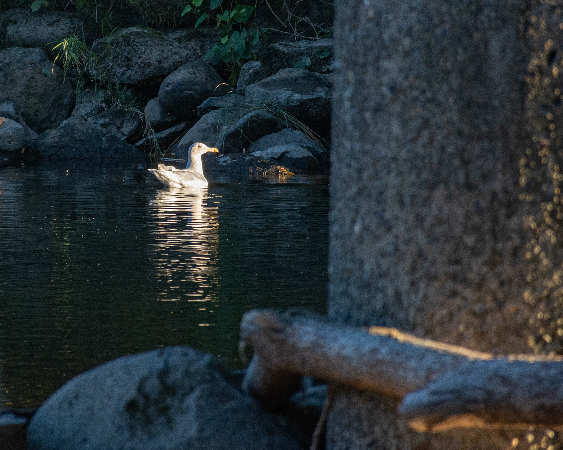 October 27. Birds Aren't Real.  Washougal River Greenway, Camas, Washington, United States