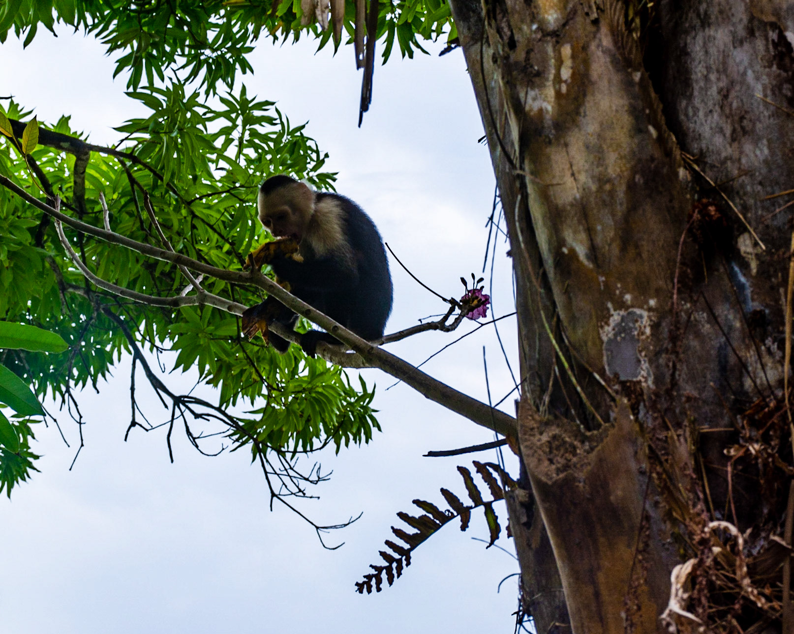 Manuel Antonio, Costa Rica