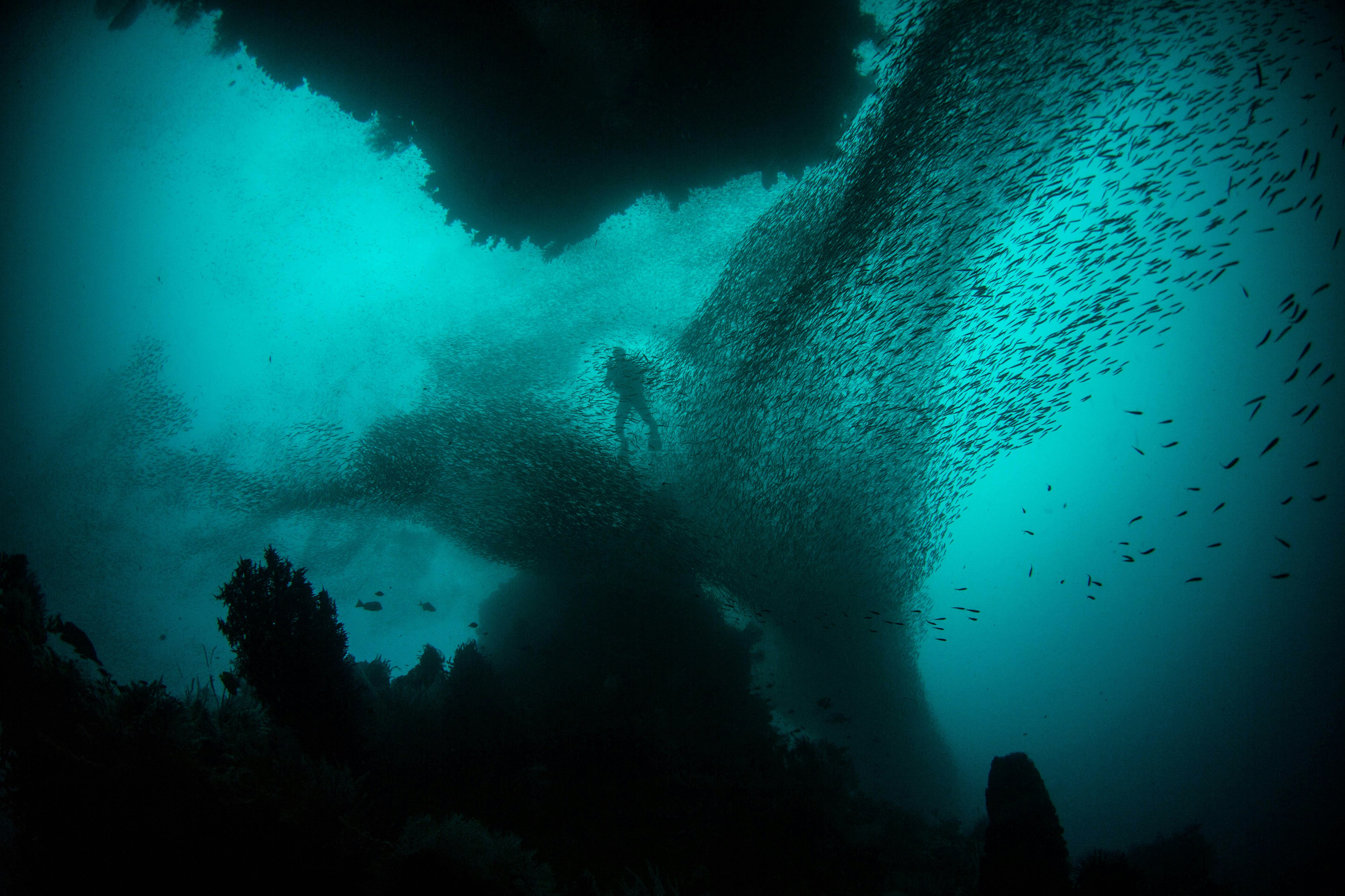A man dives deep underwater in the middle of a school of fish.