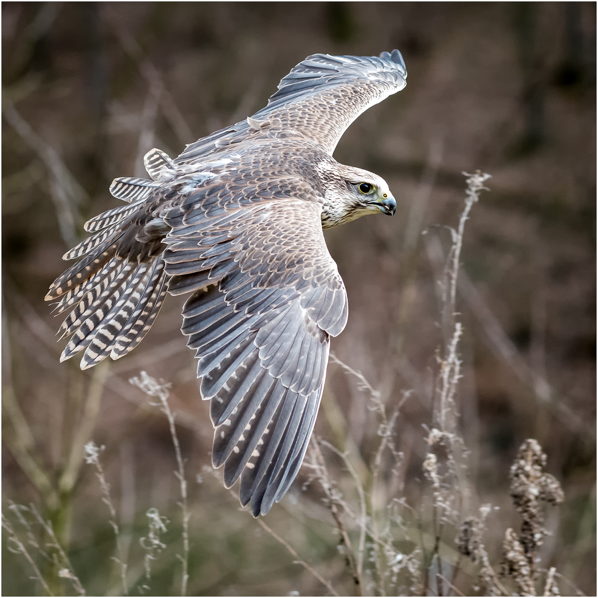 Martin Patz - Birds Of Prey