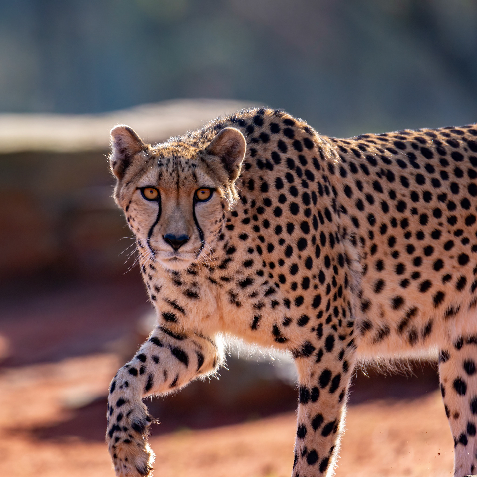 Cheetah - Werribee Open Range Zoo
