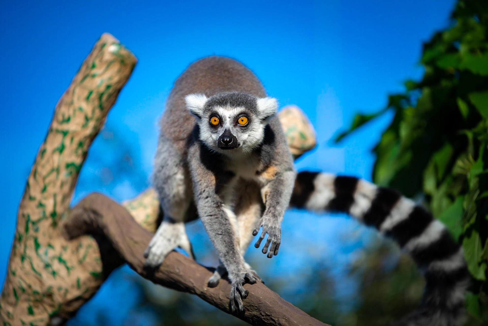 Ring-Tailed Lemur - Melbourne Zoo