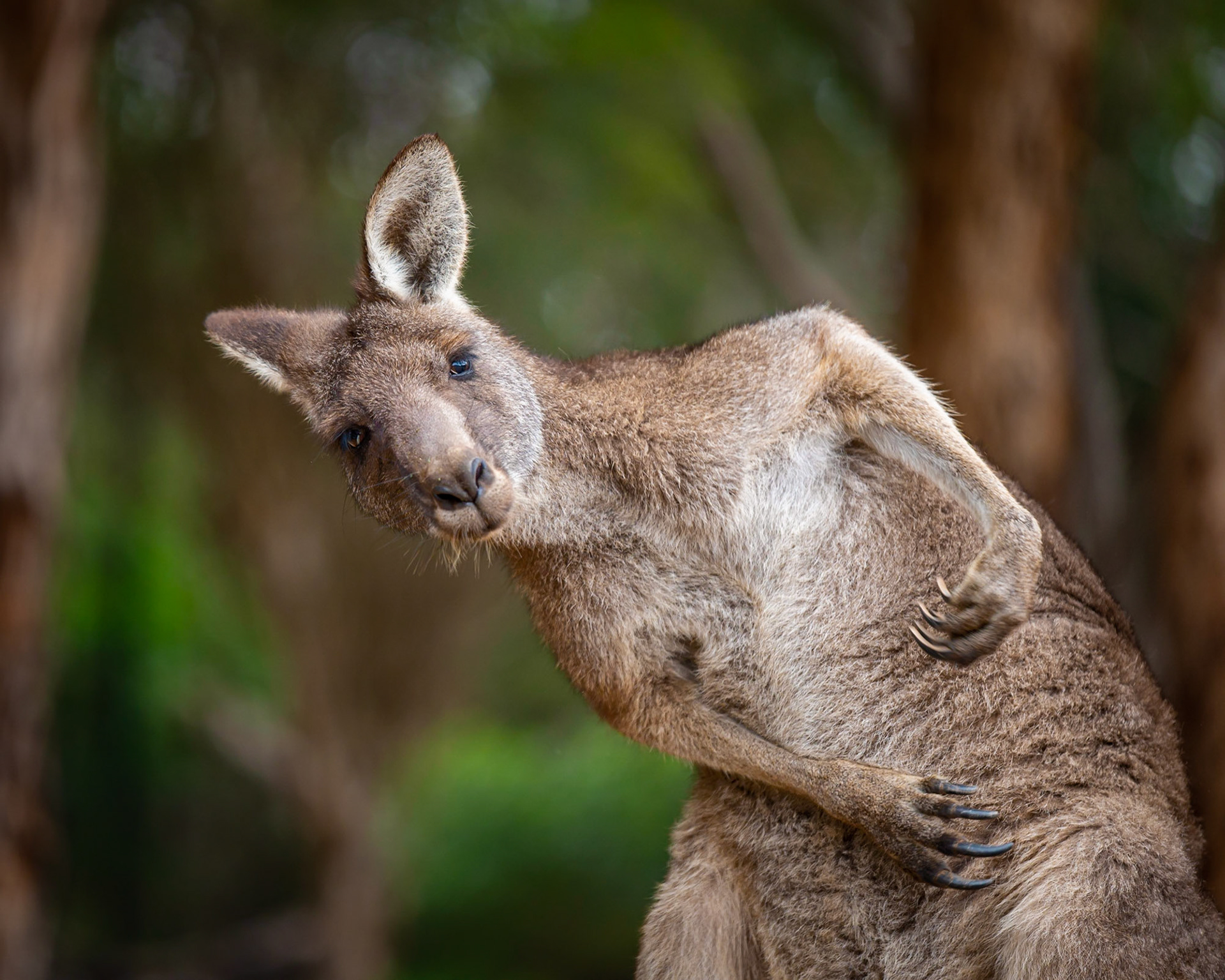 Eastern Grey Kangaroo - Werribee Open Range Zoo