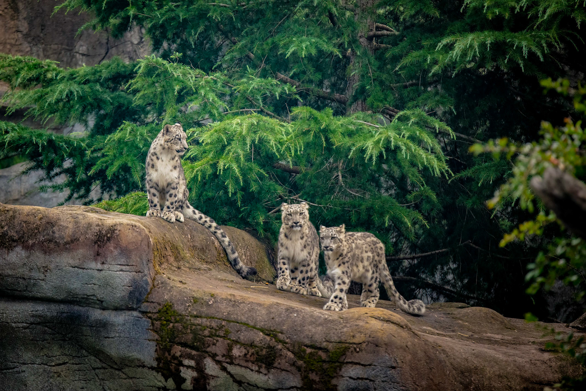 Snow Leopard - Melbourne Zoo