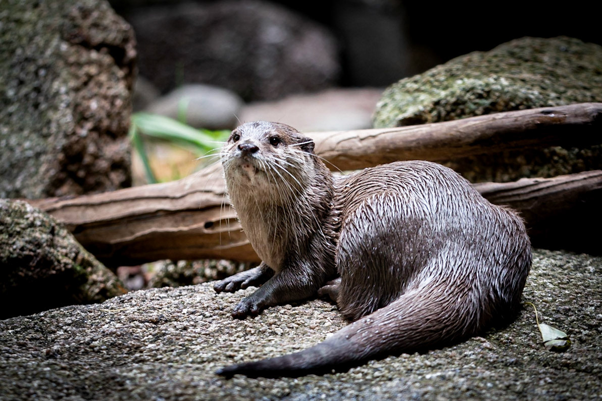 Asian Small-clawed Otter - Melbourne Zoo