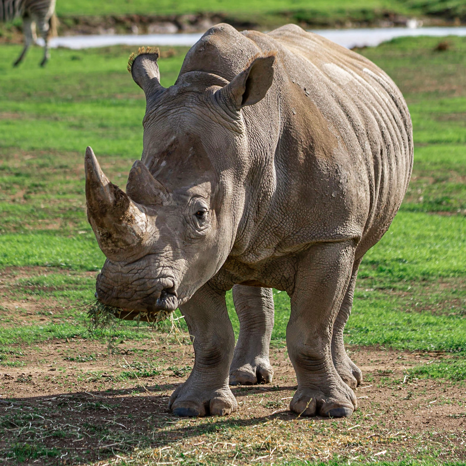 Southern White Rhinoceros - Werribee Open Range Zoo