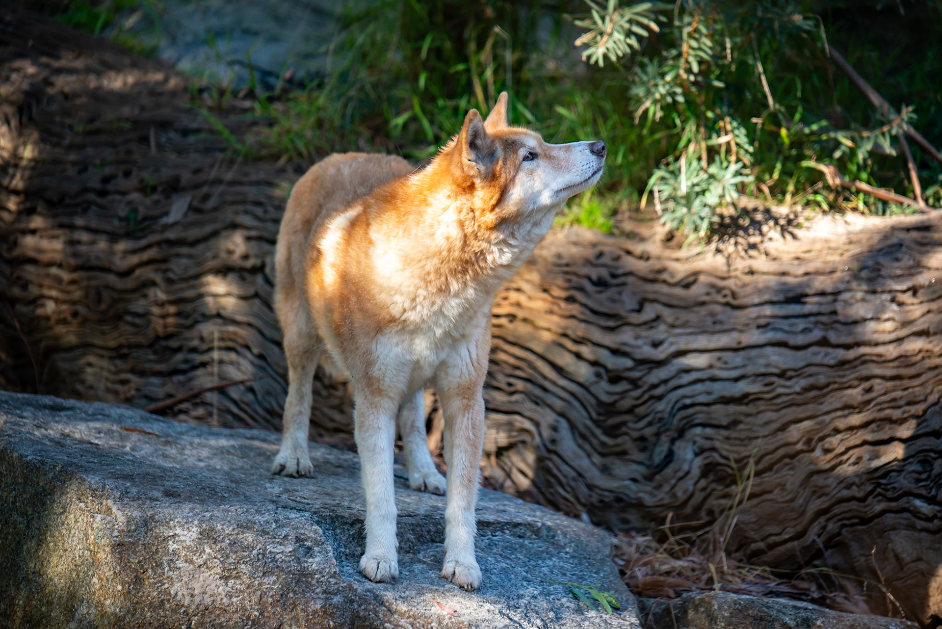 Dingo - Healsville Sancturary