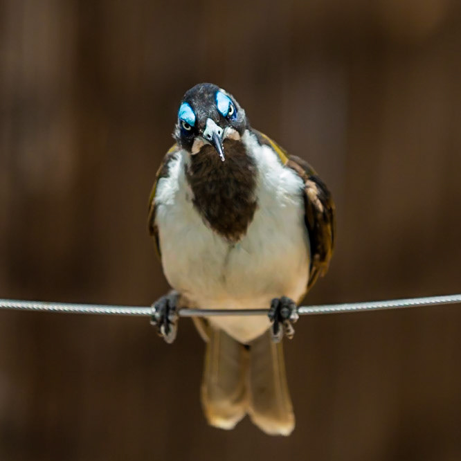 Blue-faced honeyeater - Echuca, Victoria