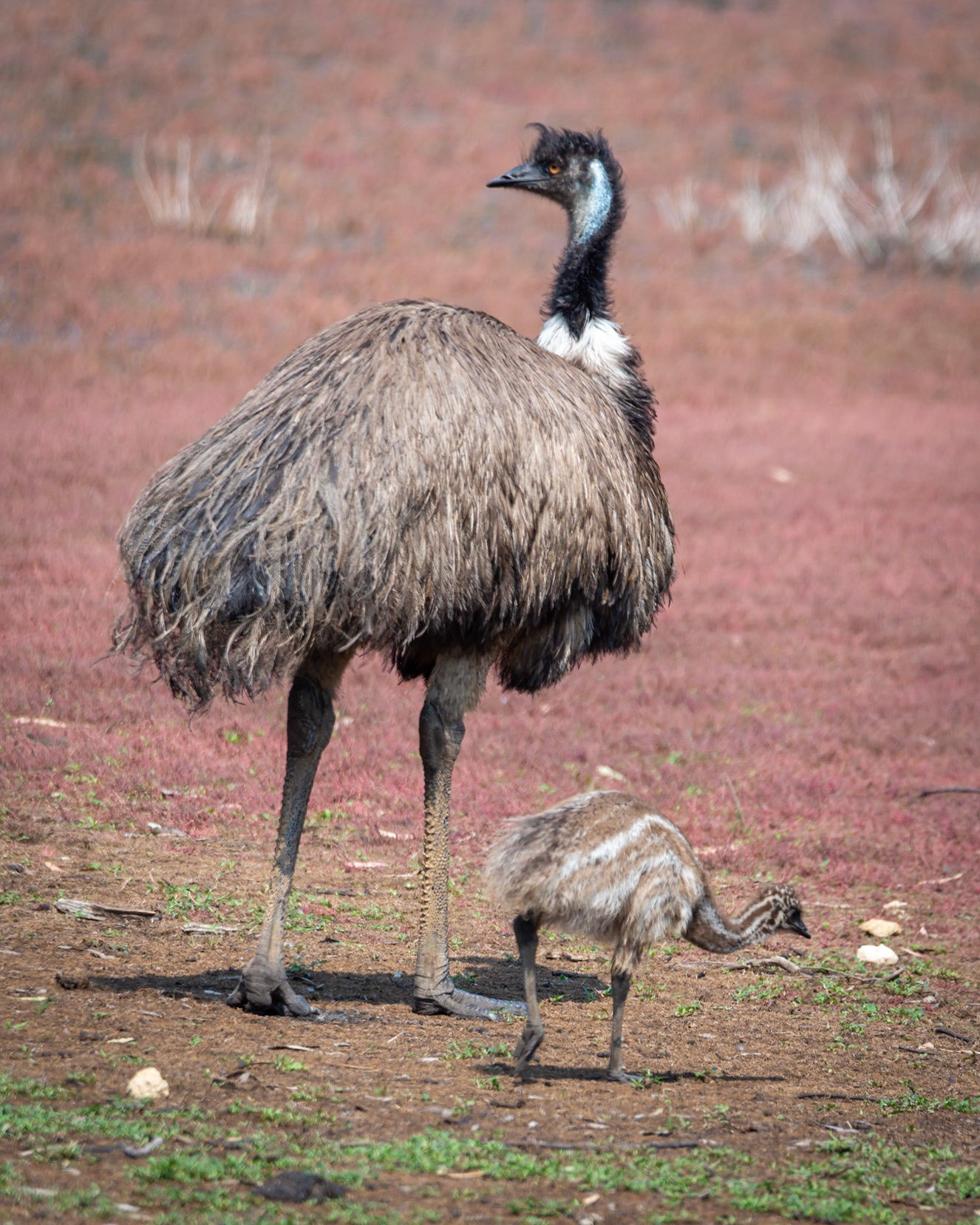 Emu - Serendip Sancturary