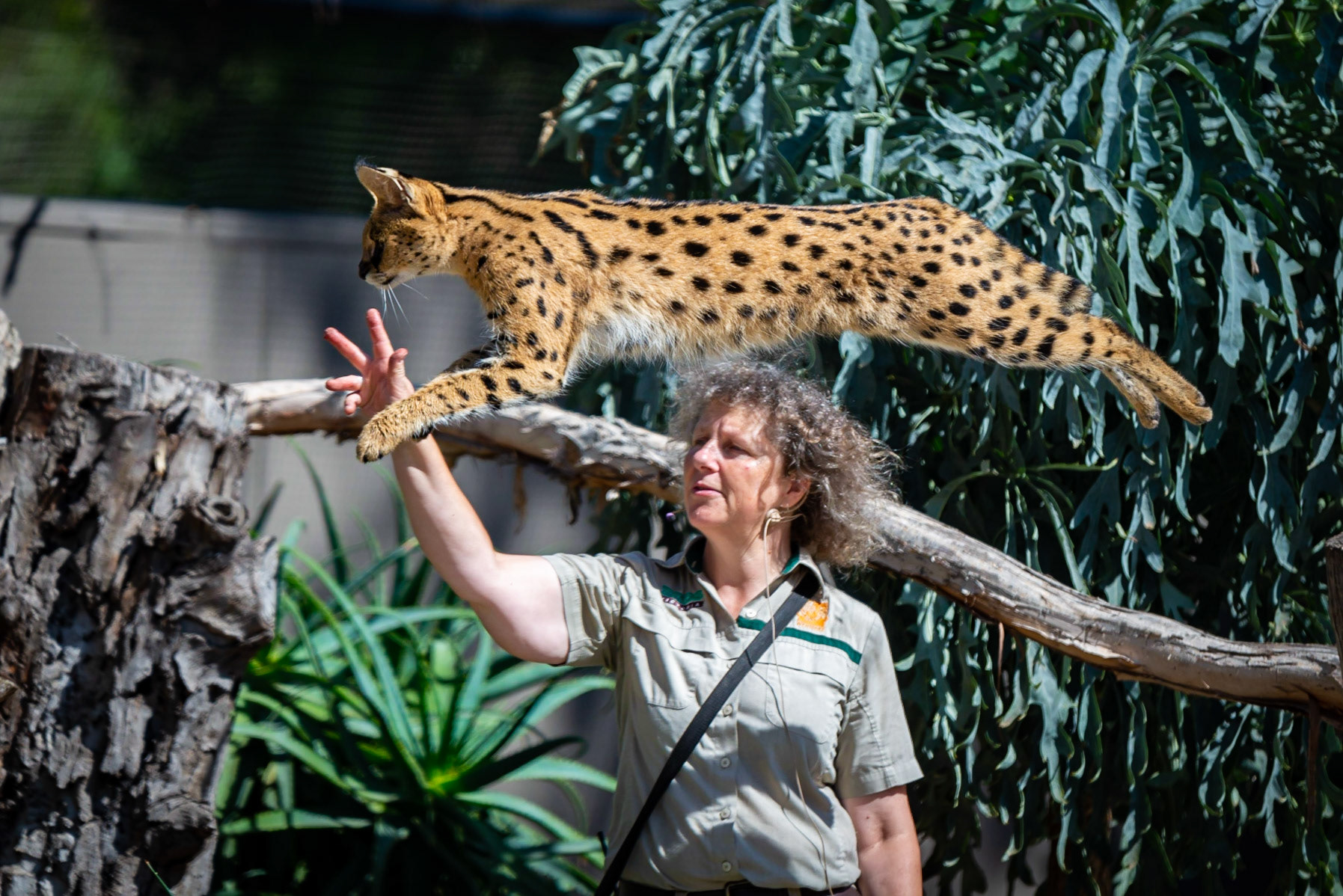 Serval - Weribee Open Range Zoo