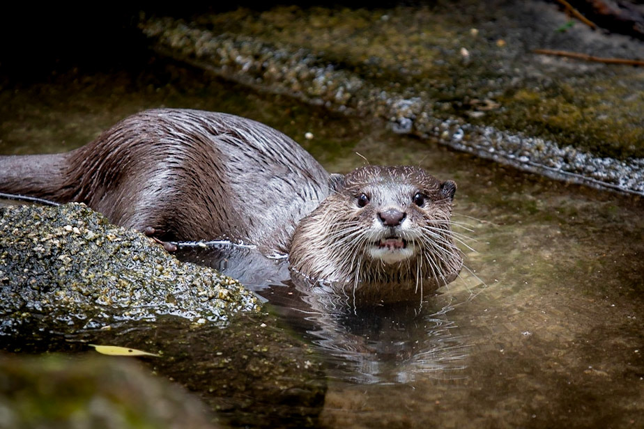 Asian Small-clawed Otter - Melbourne Zoo