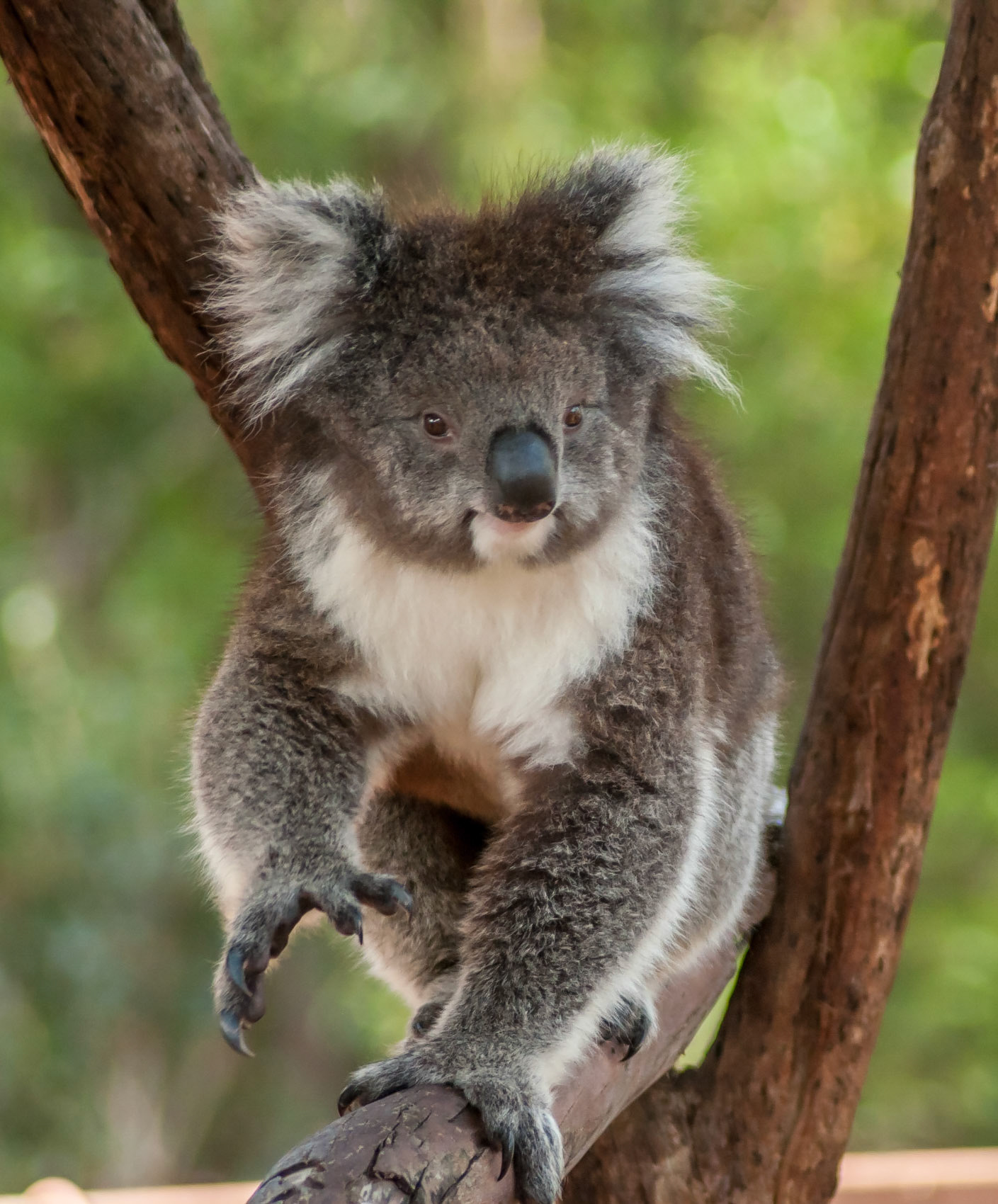 Southern Koala - Healsville Sanctuary