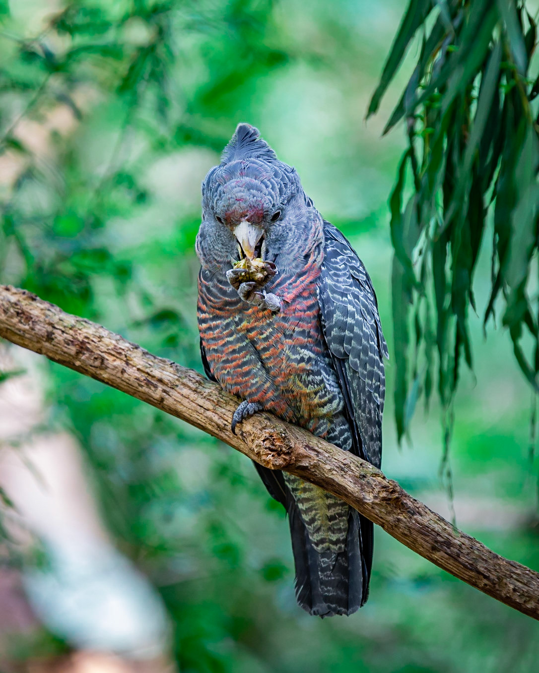 Red-Tailed Black Cockatoo - Healsville Sancturary
