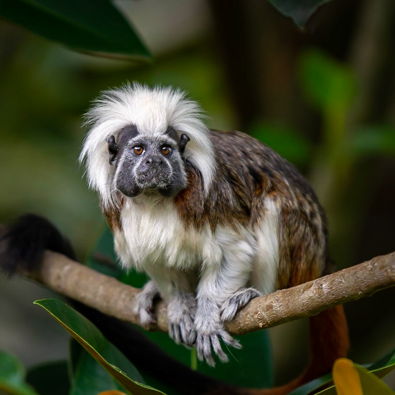 Cotton-top Tamarin - Taronga Zoo Sydney