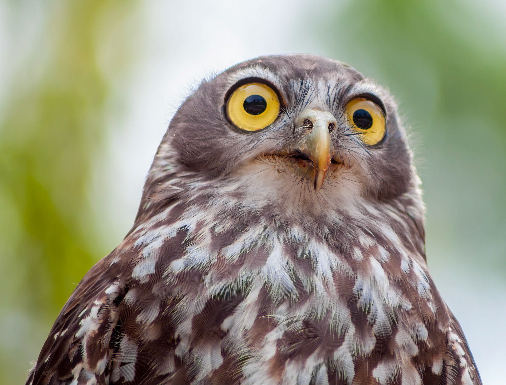 Barking Owl - Healsville Sanctuary