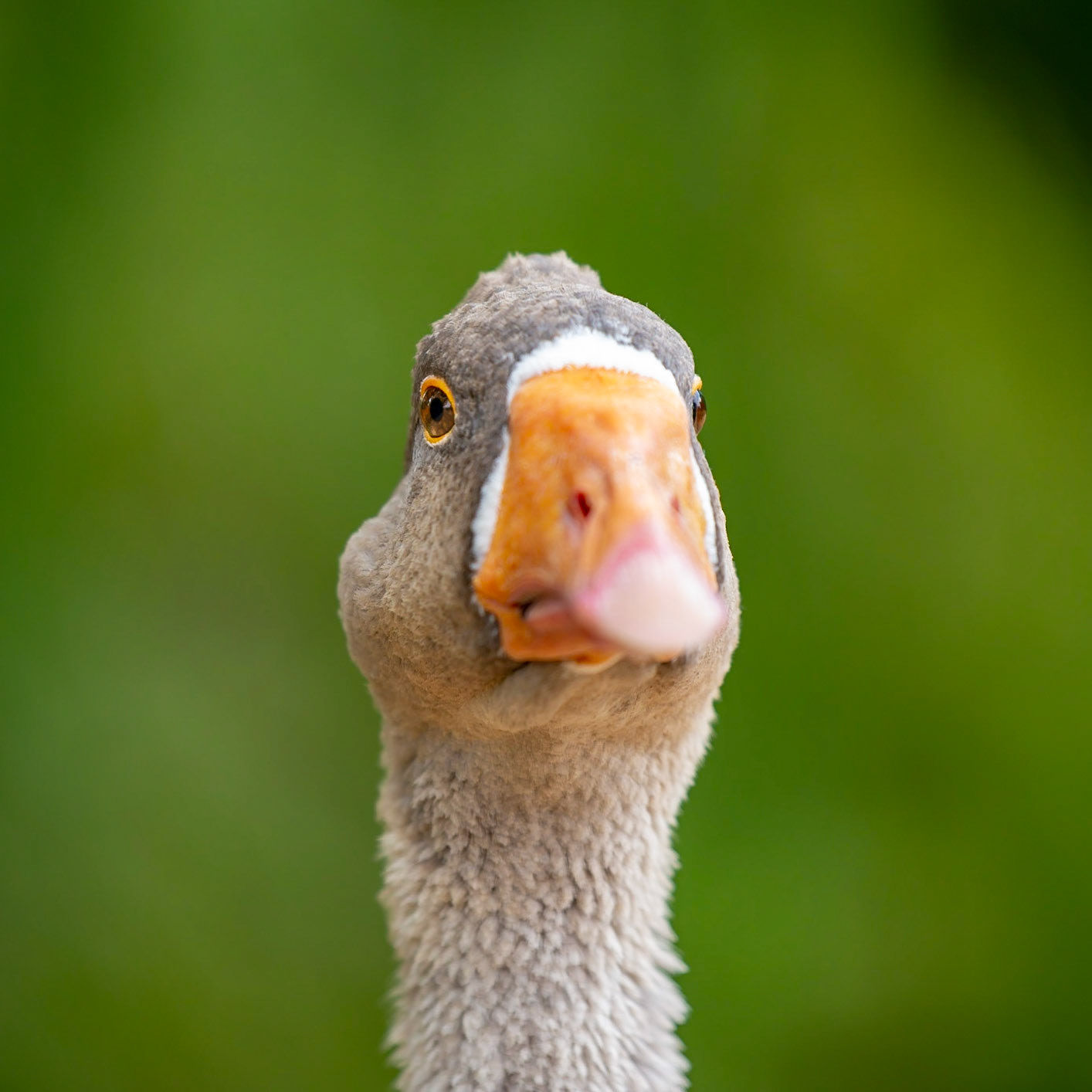 Goose - Sale, Victoria