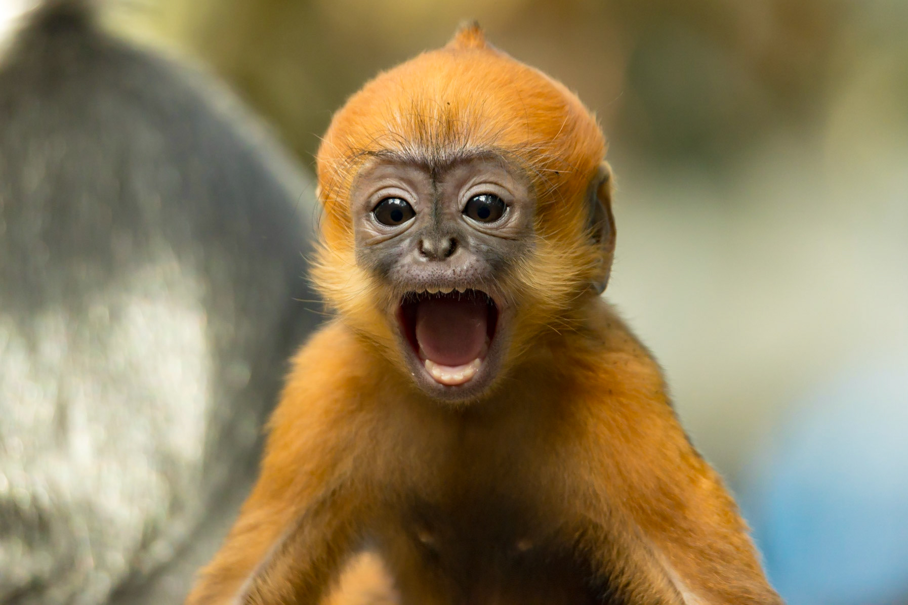 Francois Leaf-Monkey - Taronga Zoo Sydney