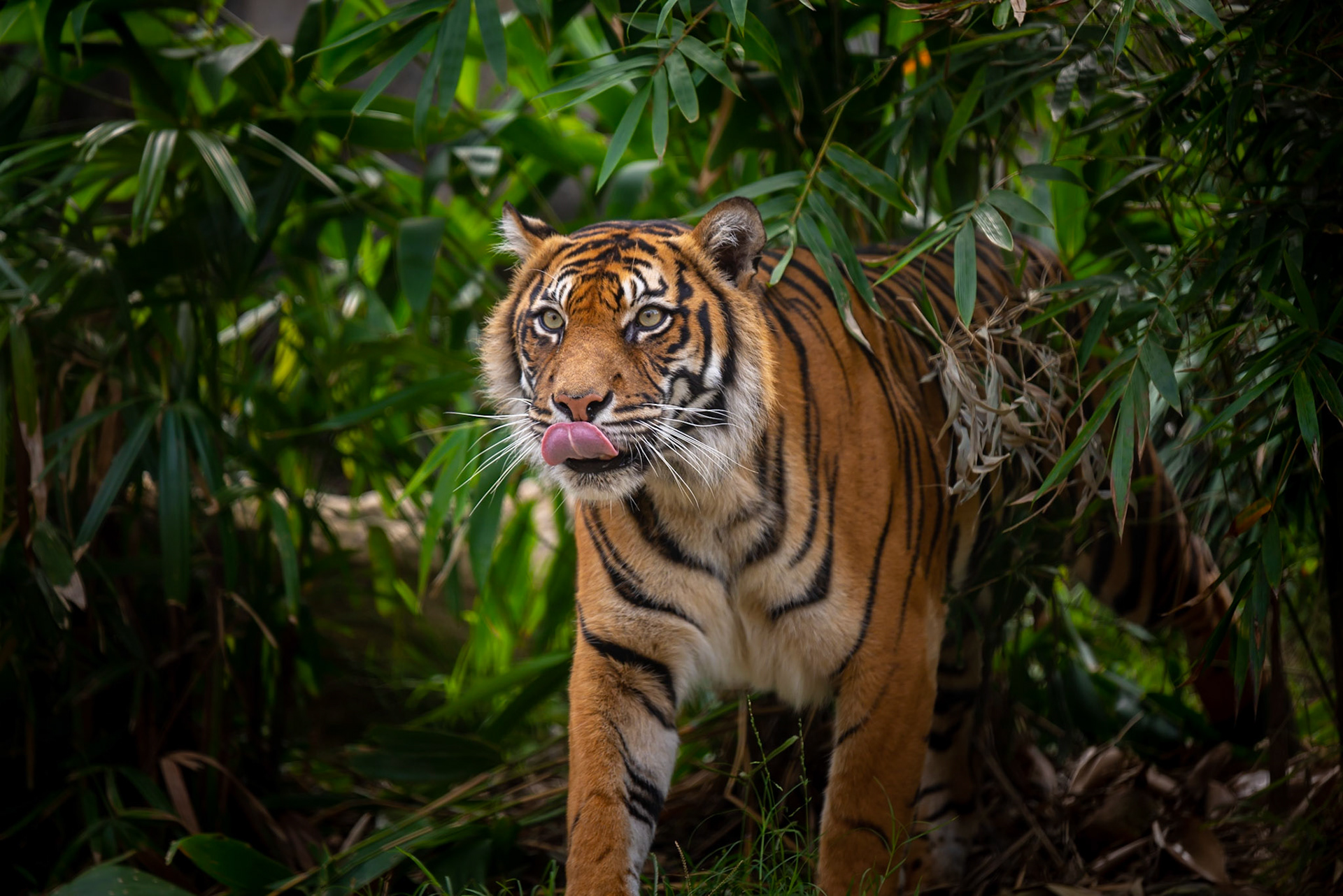 Sumatran Tiger - Taronga Zoo Sydney