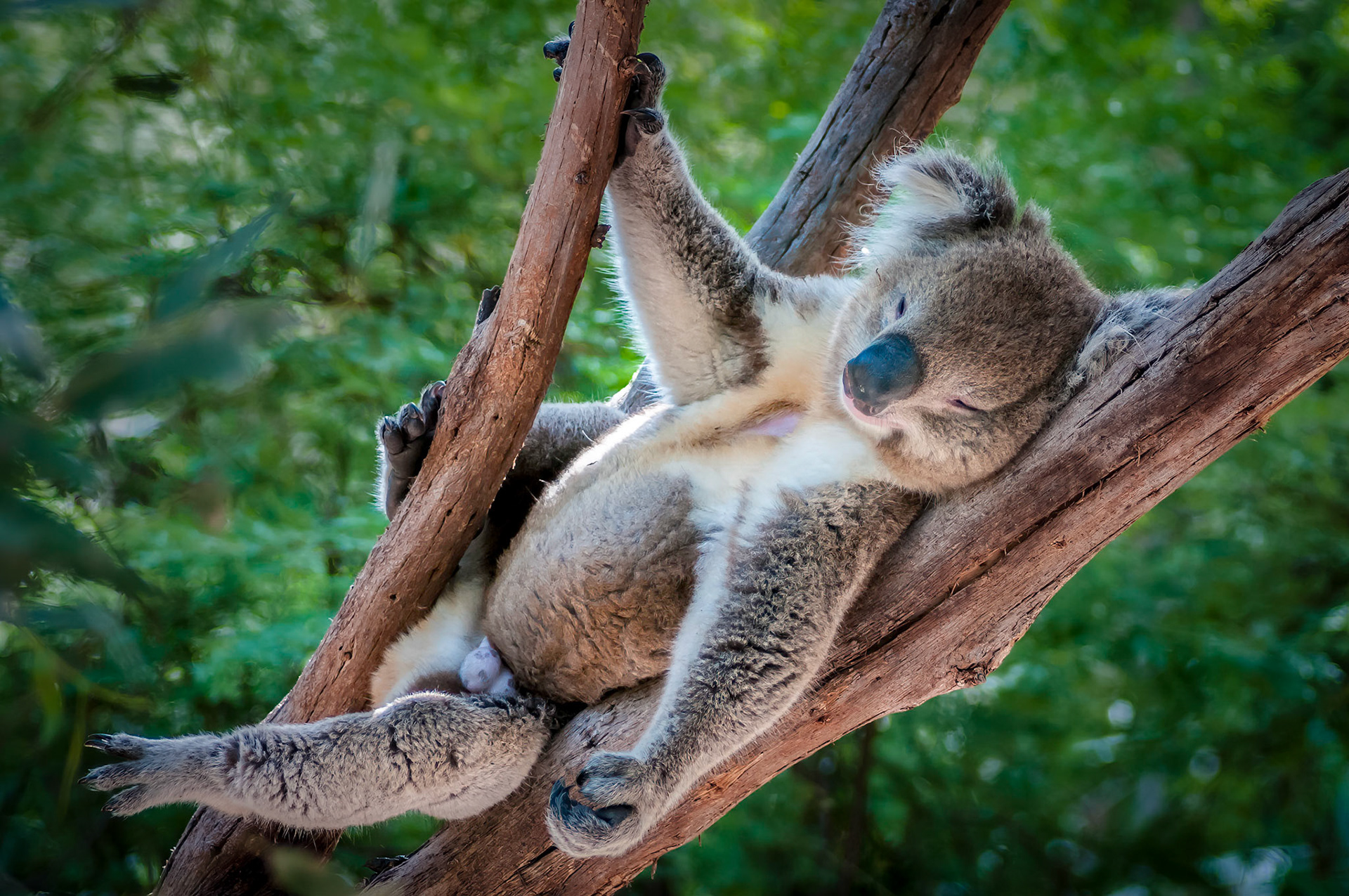 Koala - Healsville Sanctuary