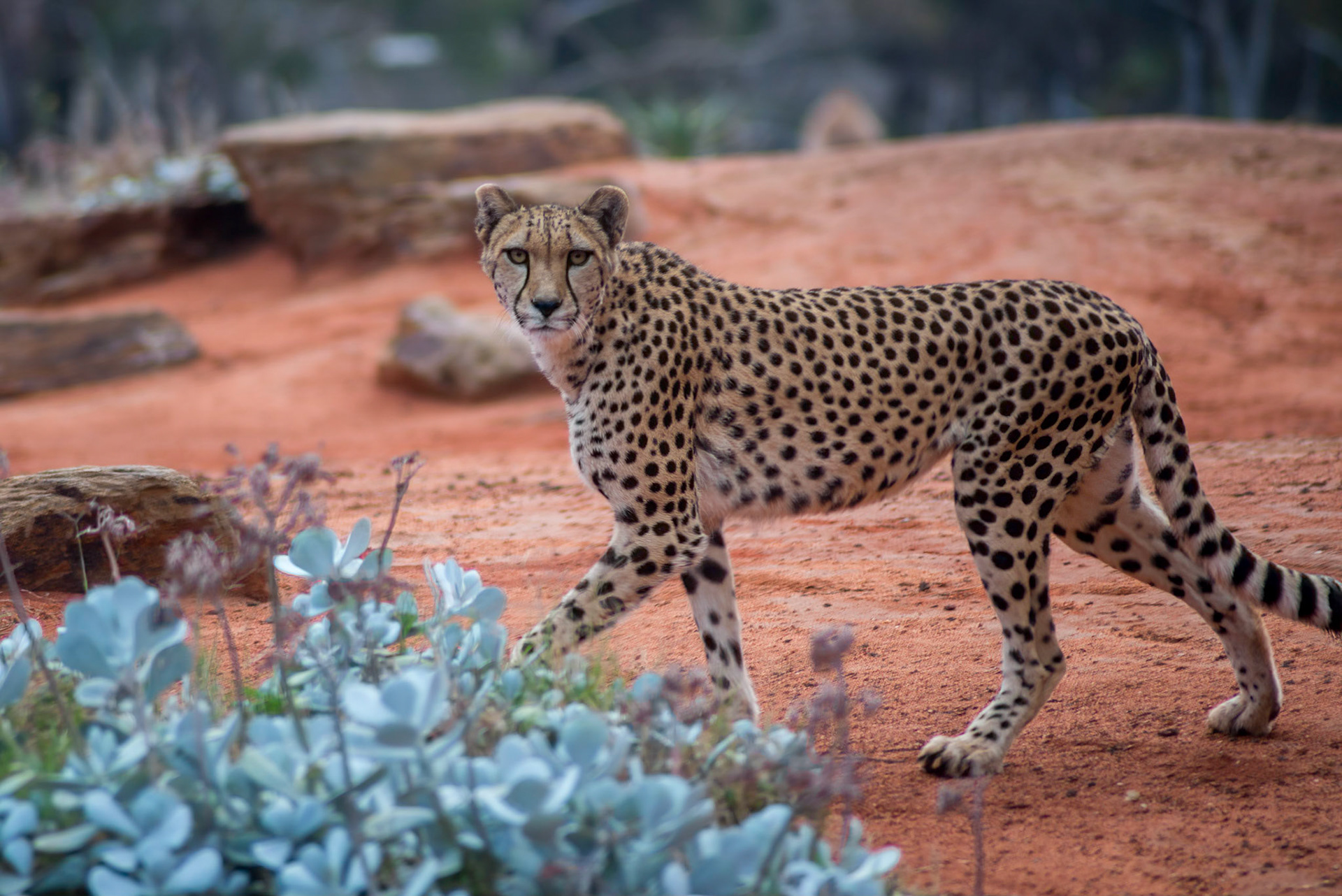 Cheetah - Werribee Open Range Zoo