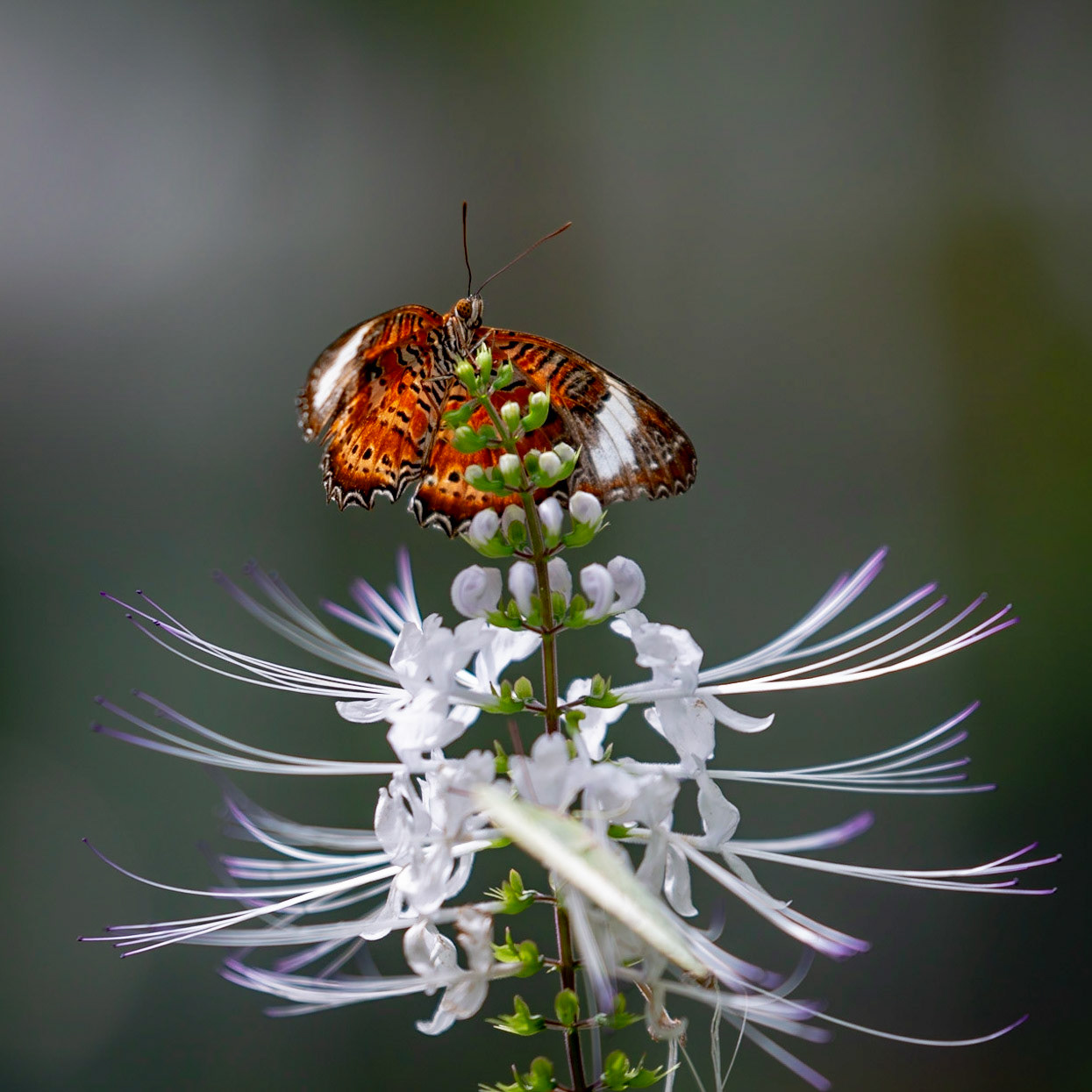 Orange Lacewing Butterfly - Melbourne Zoo