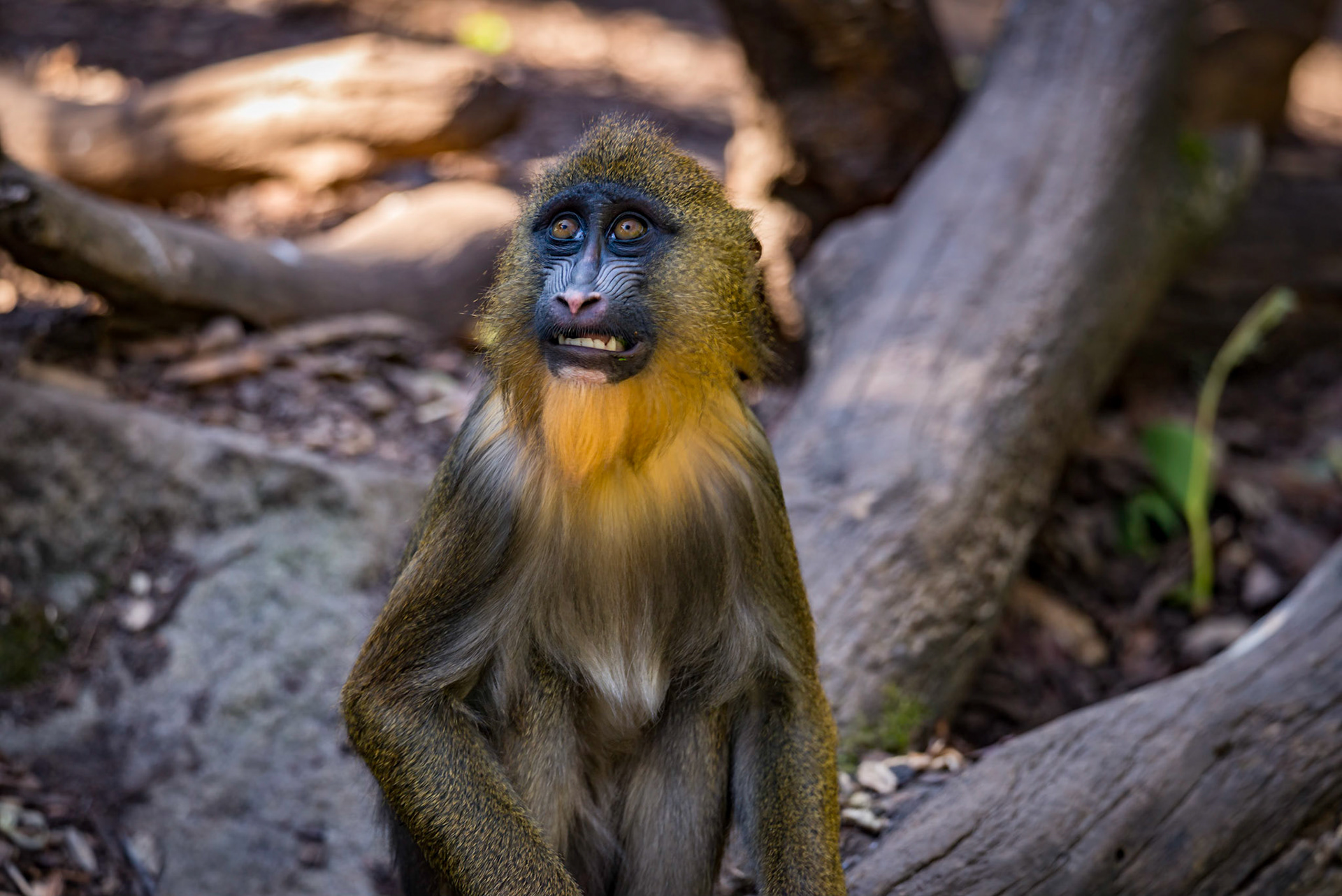 Mandrill - Adelaide Zoo