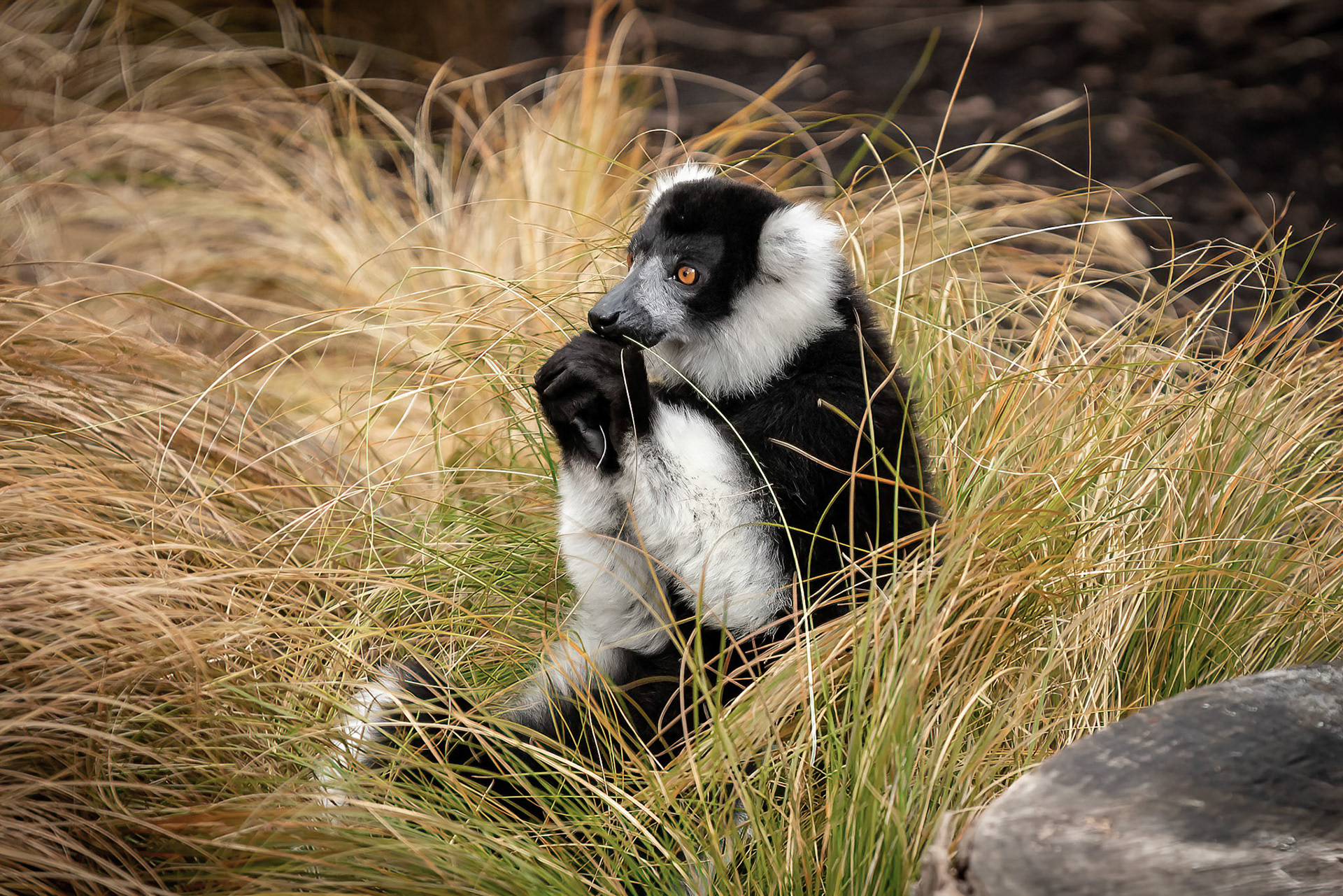 Ruffed Lemur - Melbourne Zoo