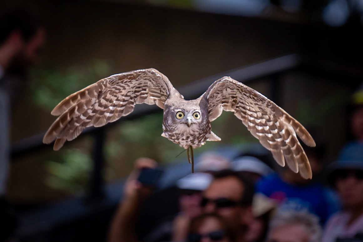 Barking Owl - Taronga Zoo Sydney