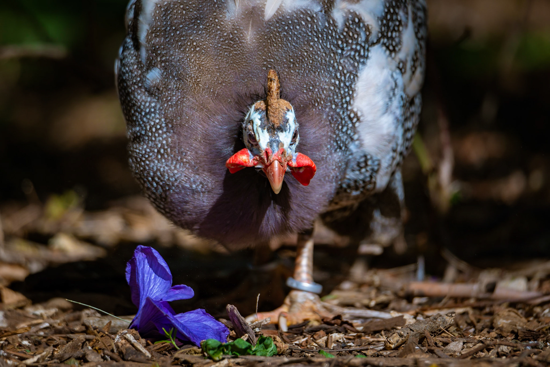 Helmeted Guineafowl - Werribee Open Range Zoo