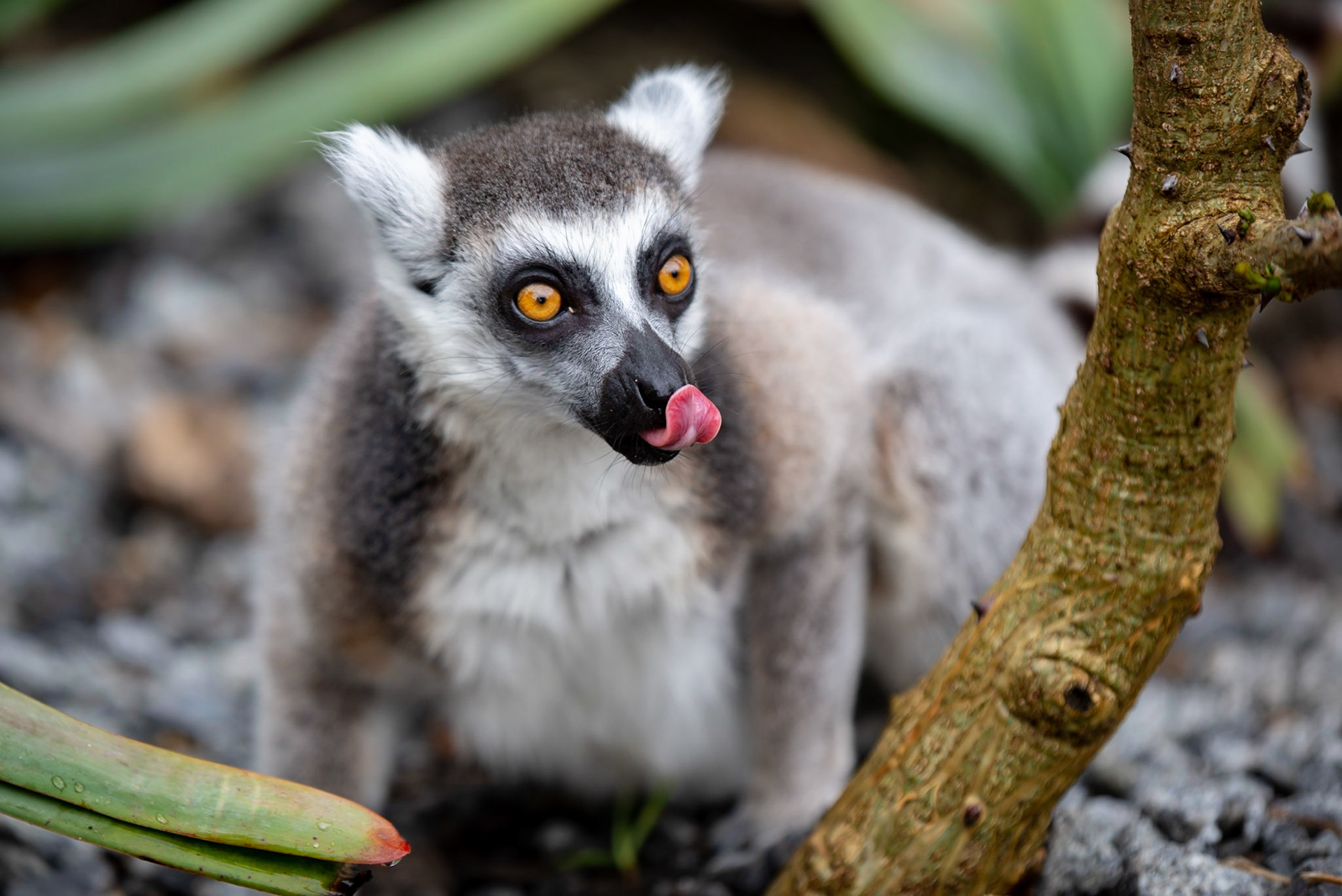 Ring-Tailed Lemur - Melbourne Zoo