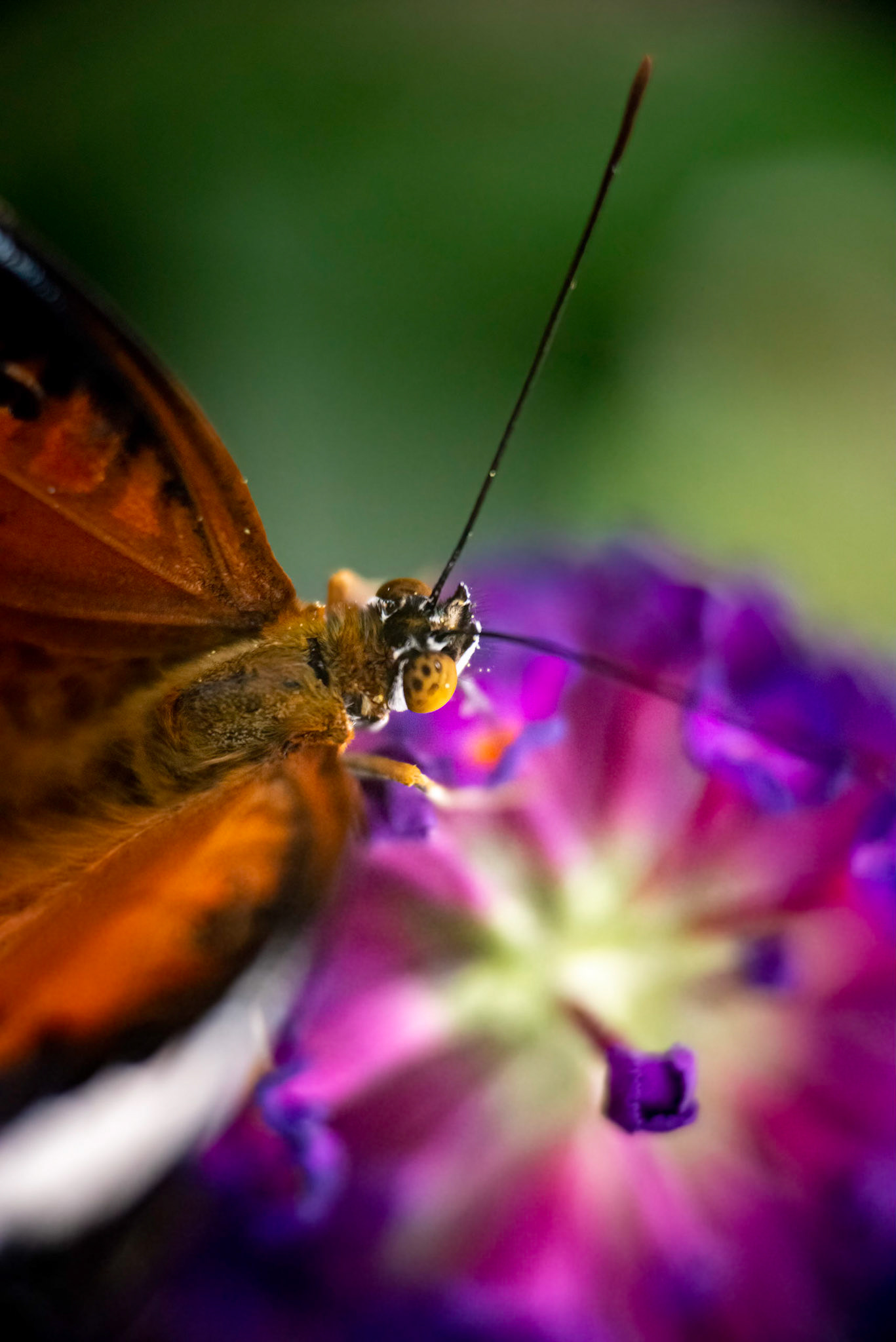 Orange Lacewing Butterfly - Melbourne Zoo