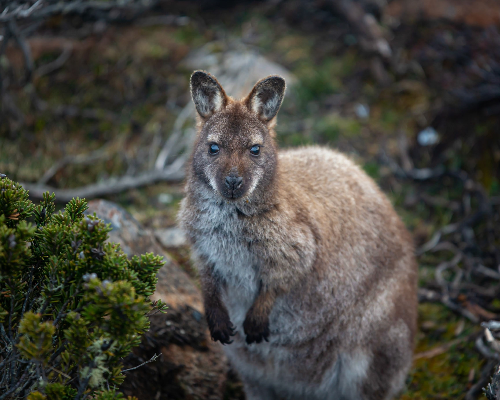 Wallaby - Mt Wellington, Tasmania