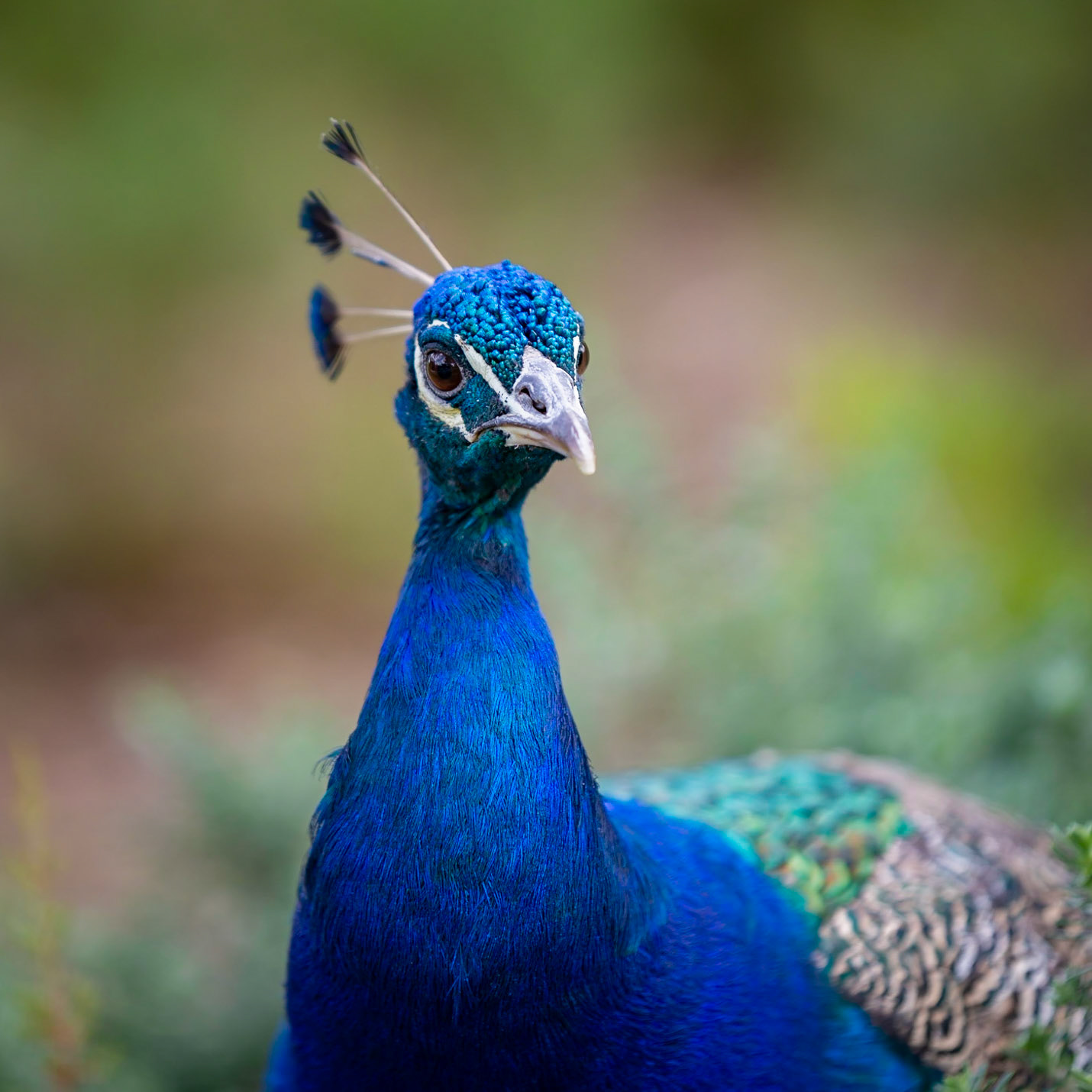 Peacock - Taronga Zoo Sydney