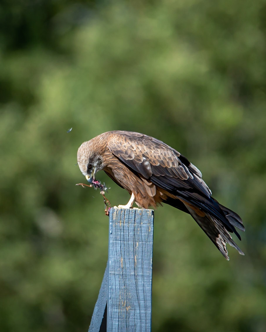 black kite - Healsville Sancturary
