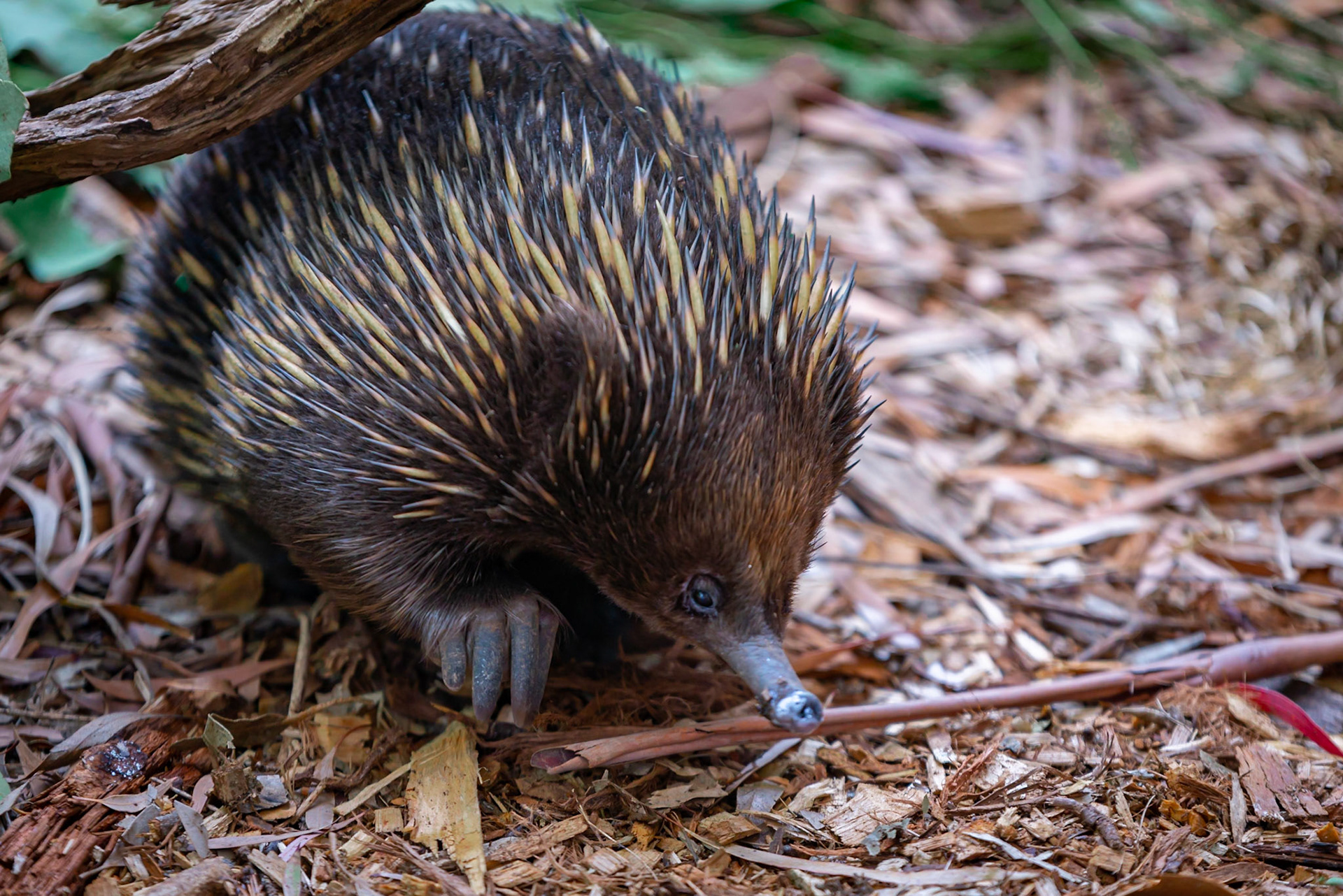 Echidna - Healsville Sancturary