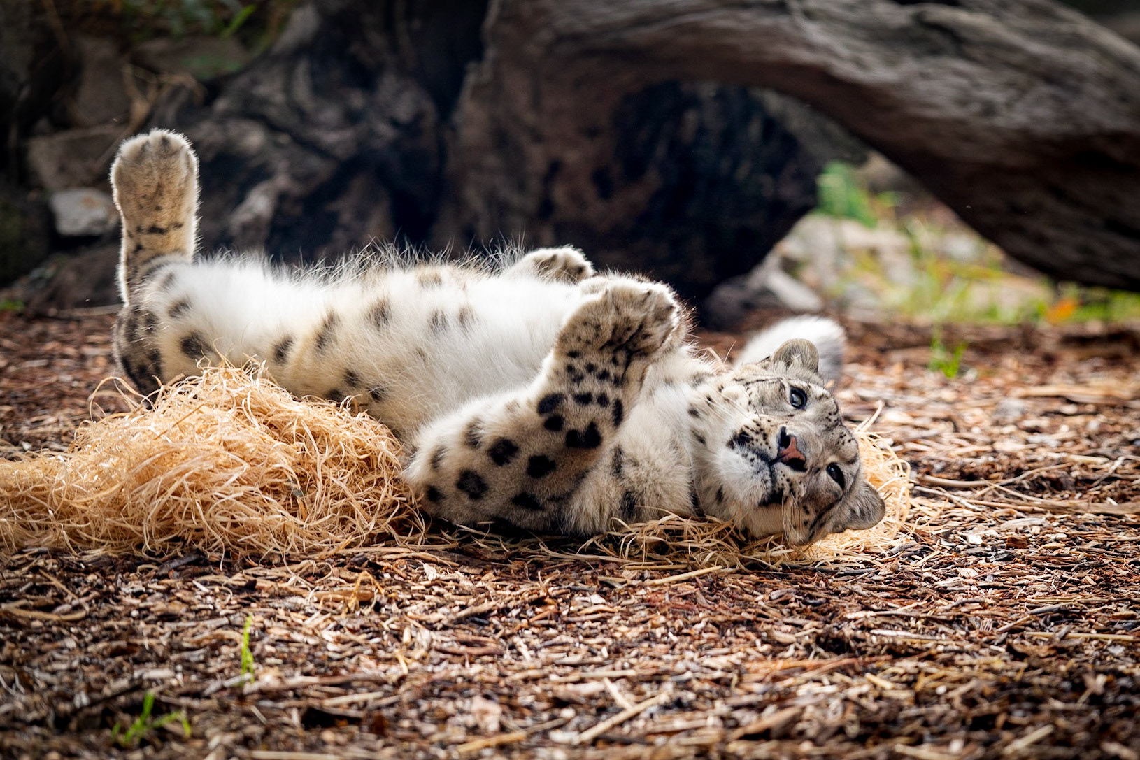 Snow leopard - Melbourne Zoo